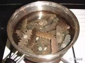海参厨师爆料视频大全,独家爆料视频大全背后的烹饪奥秘