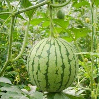 湖州吃瓜最新事件爆料,揭秘最新事件幕后真相  第2张